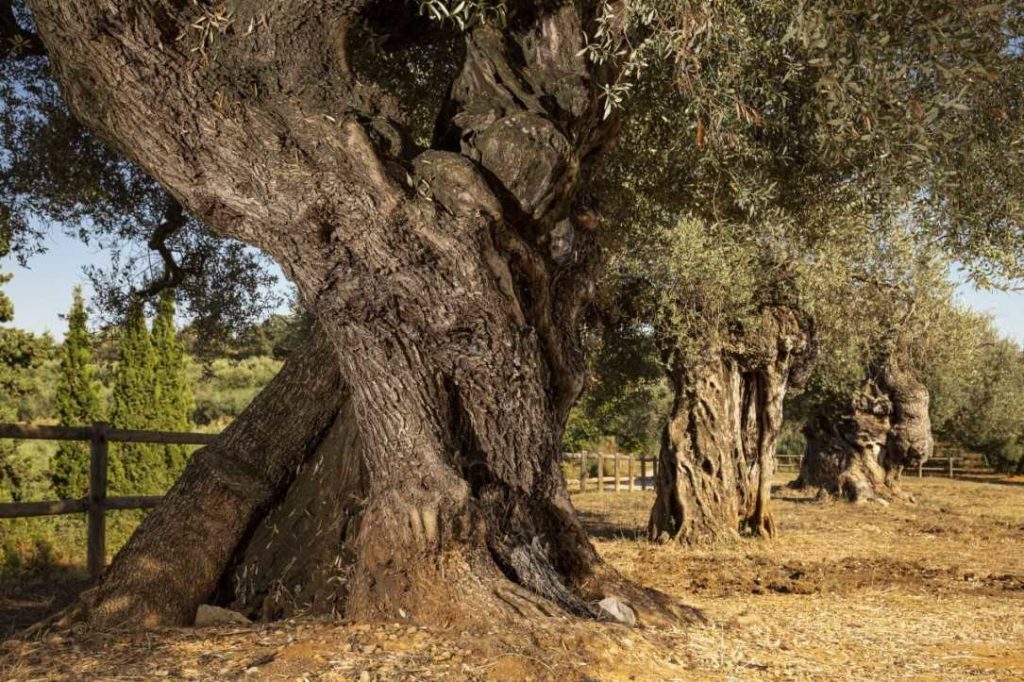 Olivenbäume im Freilichtmuseum La Jana