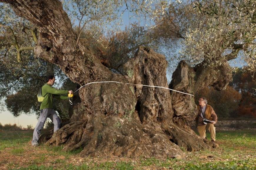 Olivenbaum Sinfo in Traiguera