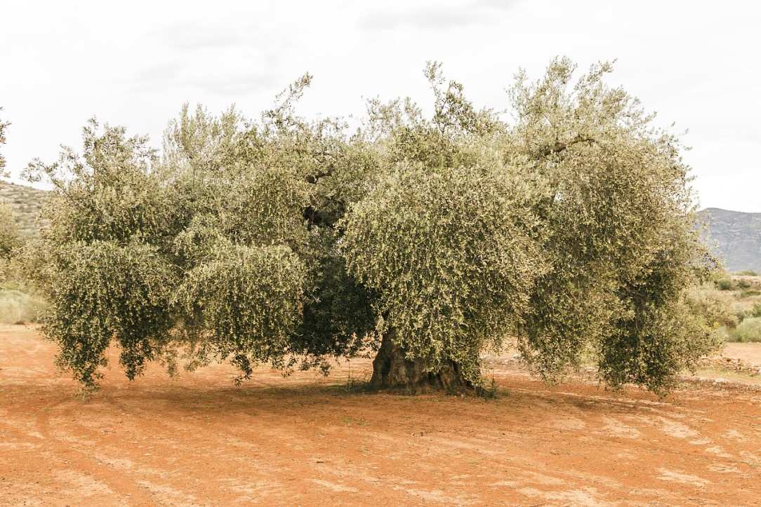 Mächtiger Olivenbaum in Ulldecona
