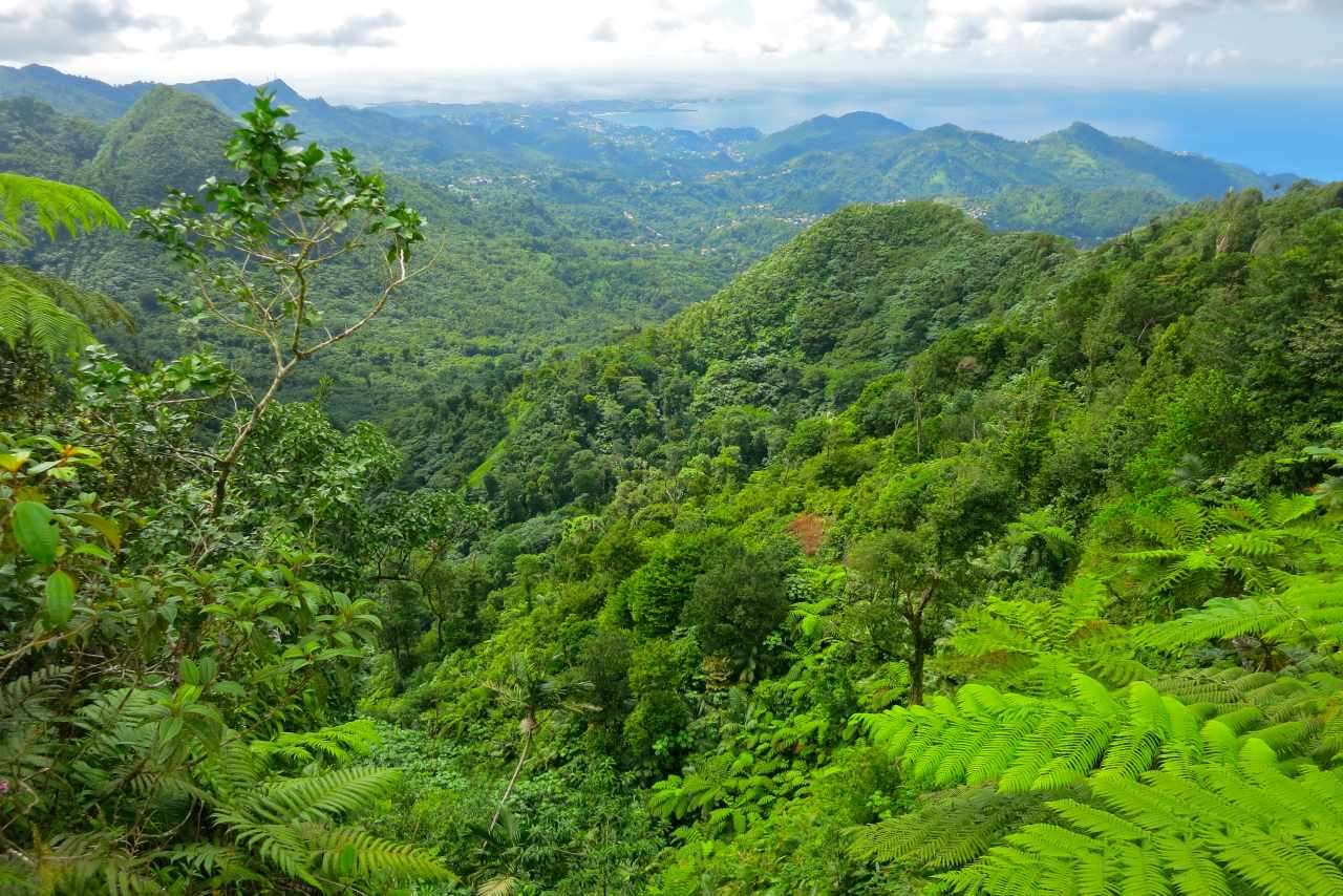 Regenwald Grenada Mount Qua Qua