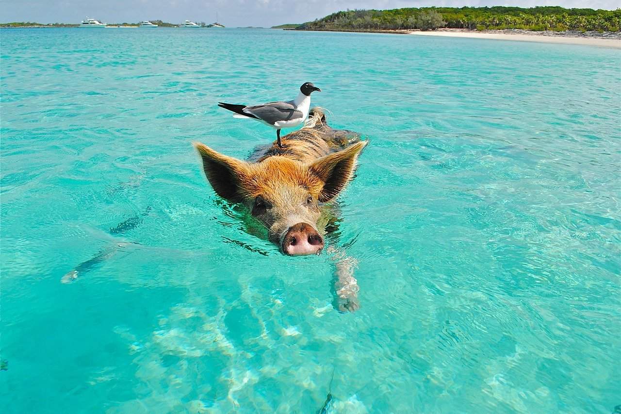 Schwimmendes Schwein mit Möwe Bahamas