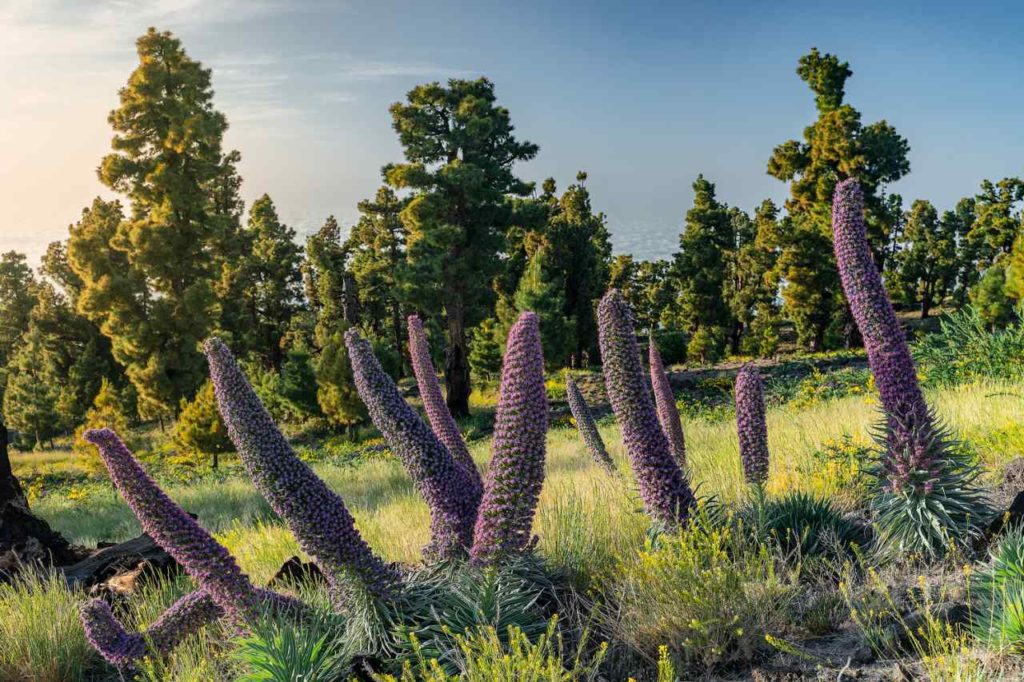 Blühender Natternkopf La Palma Llano de las Animas