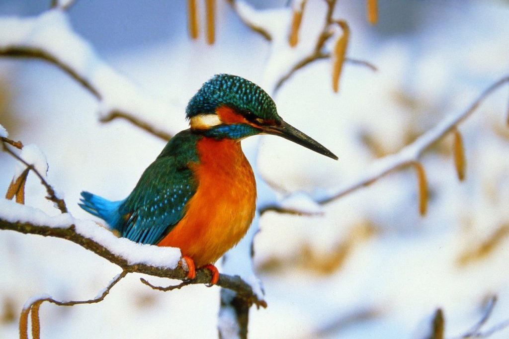 Eisvogel Tölzer Land