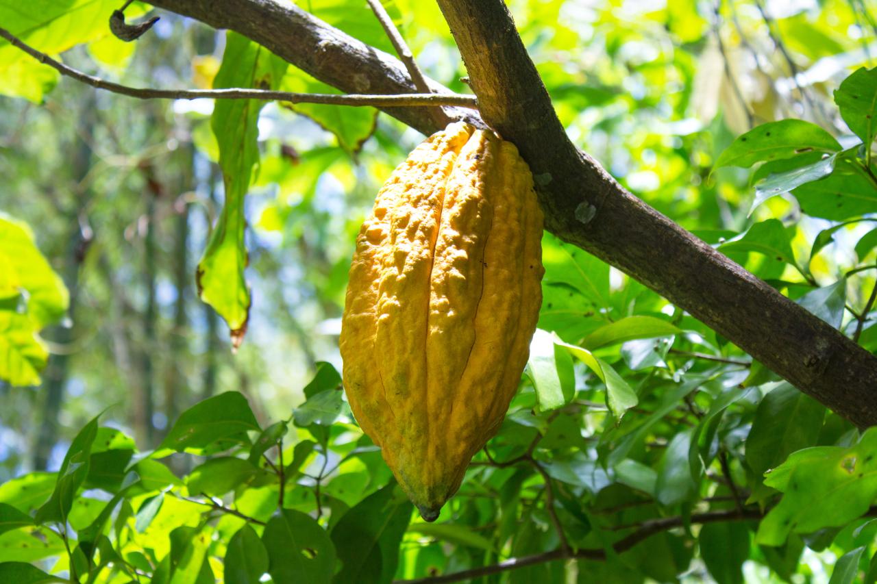 Kakaofrucht auf Grenada