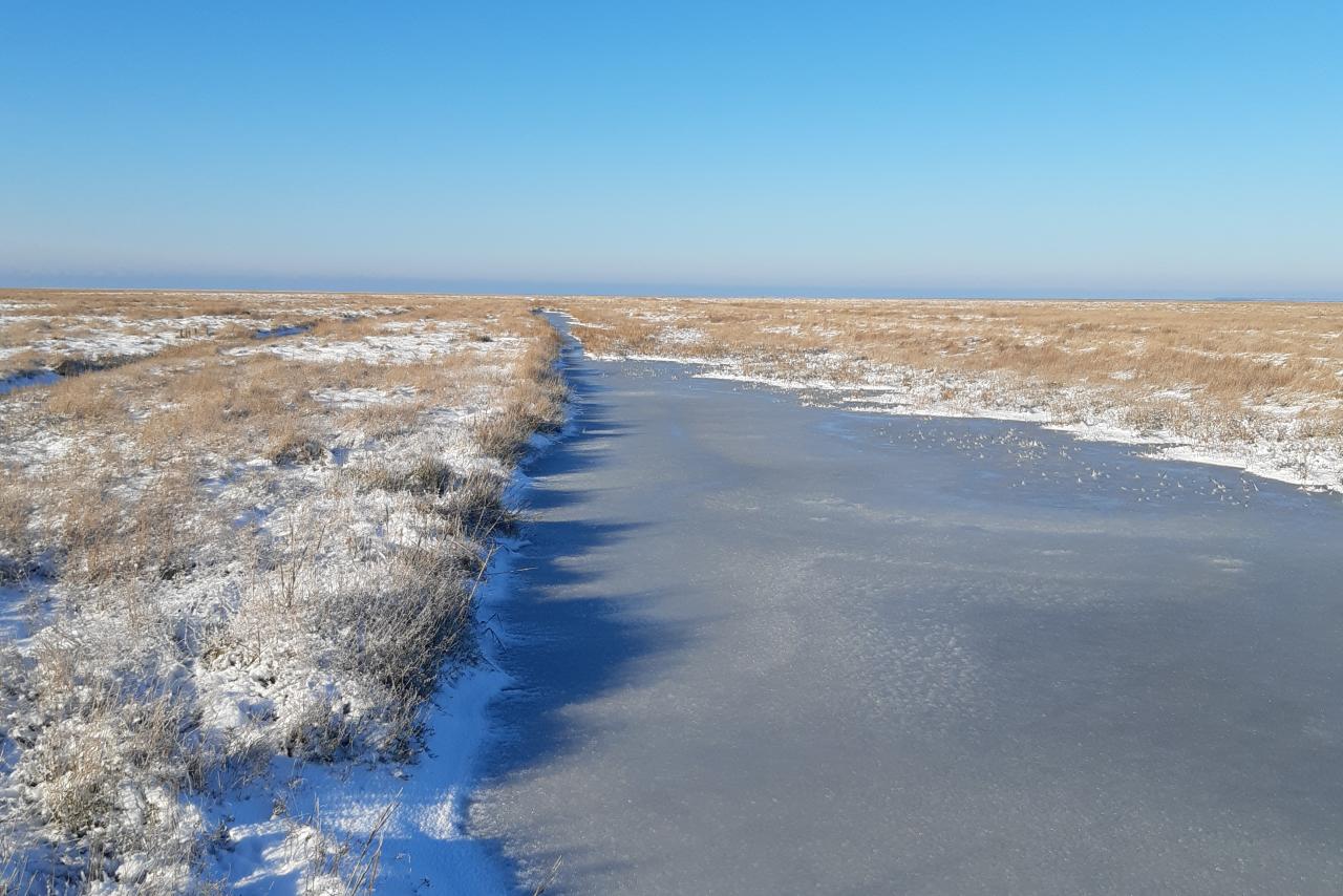 Salzwiesen in Dithmarschen im Januar