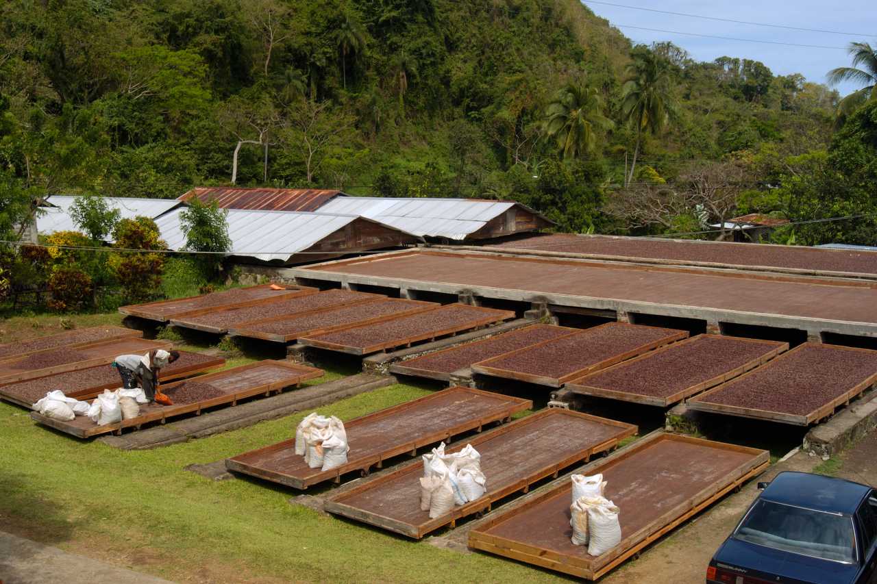 Trocknung Kakaobohnen Belmont Plantation Grenada