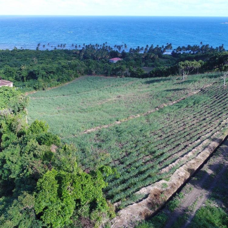 Zuckerrohrfeld auf Grenada