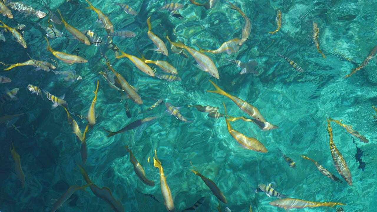 Fische Strand Varadero