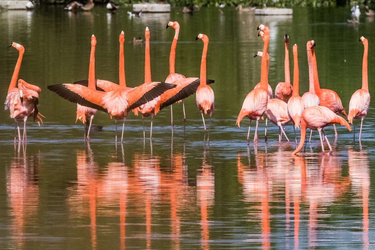 Flamingos auf Cayo Santa Maria