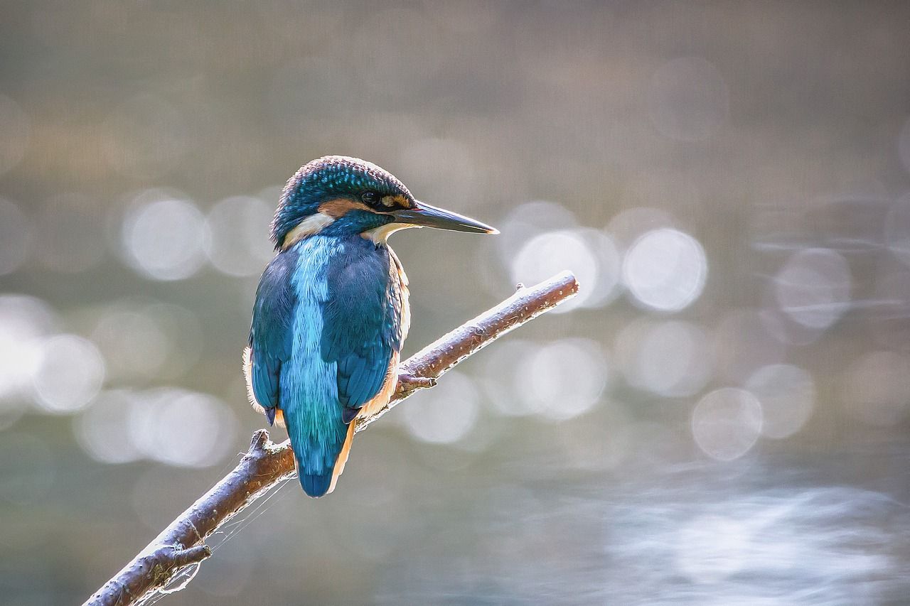 Vogelbeobachtung Chiemsee