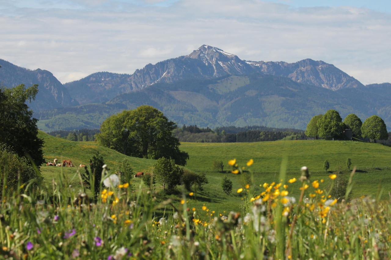 Wiesenpflanzen und Kräuter im Chiemgau