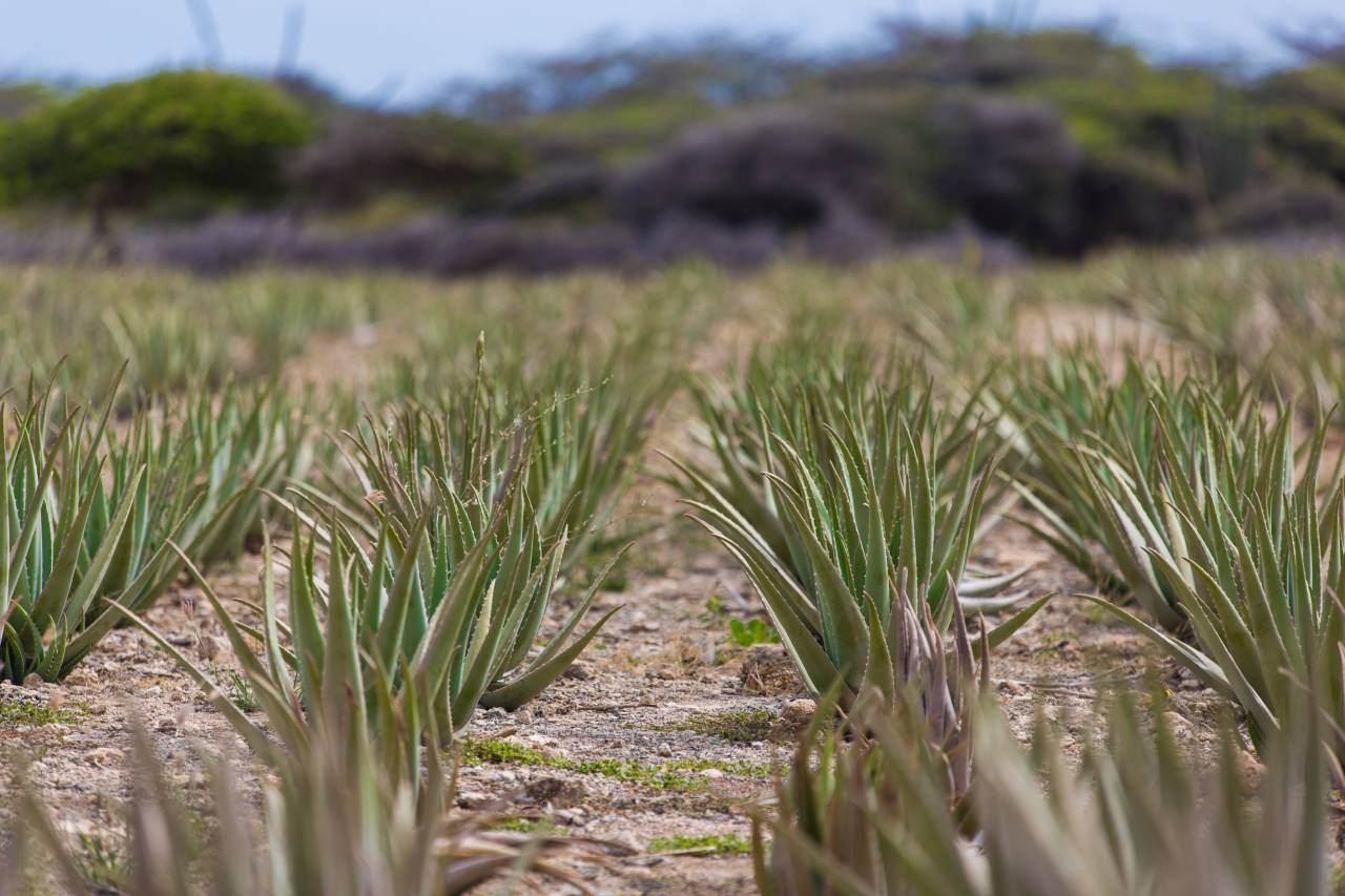 Aloe Vera Feld auf Aruba