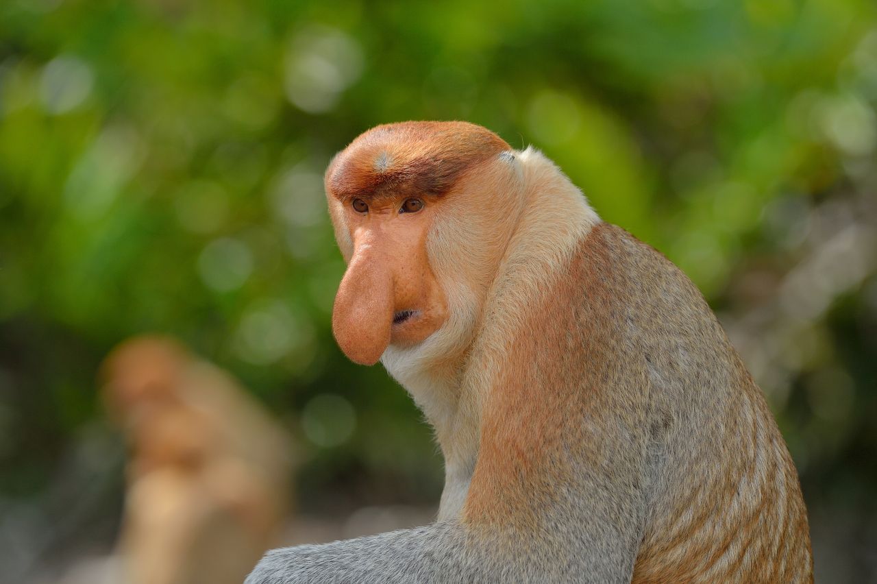 Nasenaffe auf Borneo