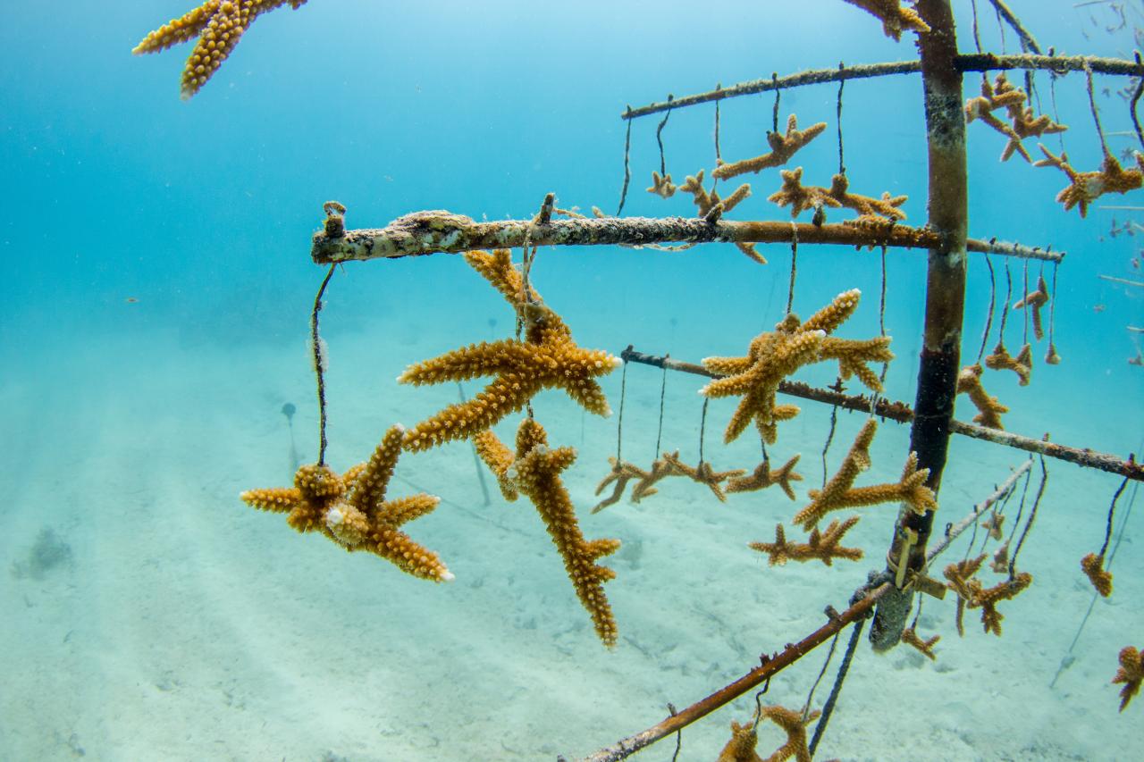 Korallenaufzucht im Meer Florida Keys