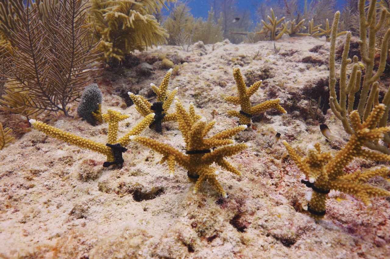 Korallensetzlinge am Meeresboden