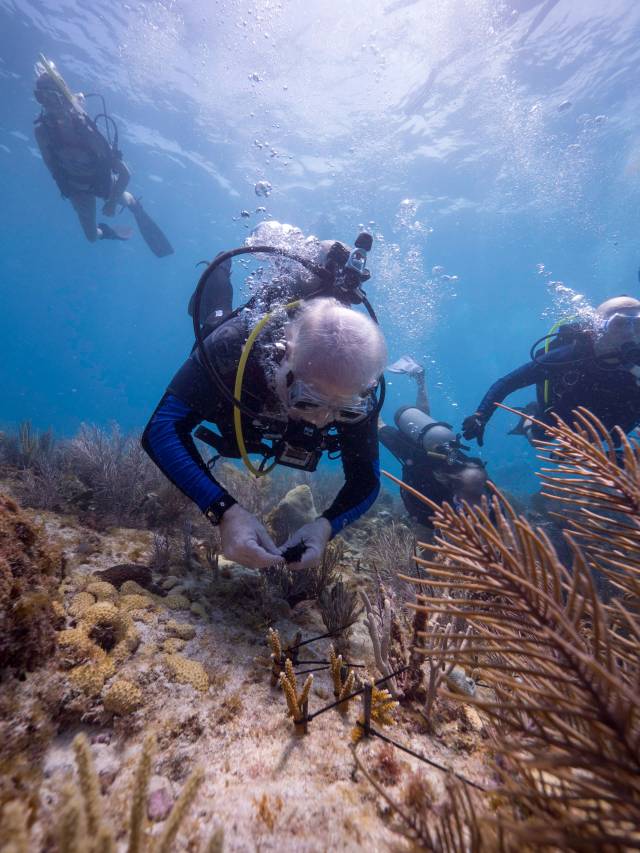 Taucher beim Korallenpflanzen Florida Keys