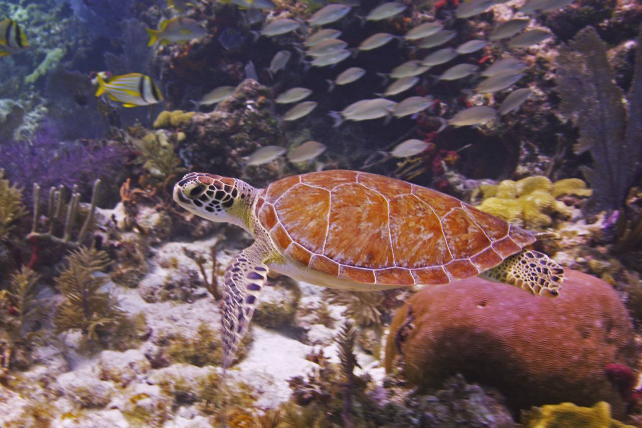 Unterwasserwelt im John Pennekamp Coral Reef State Park