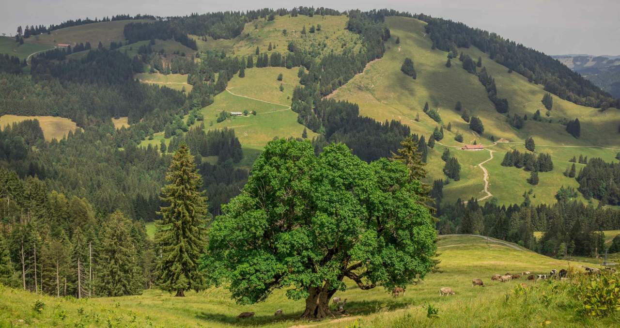 Bergahorngarten Naturpark Nagelfluhkette