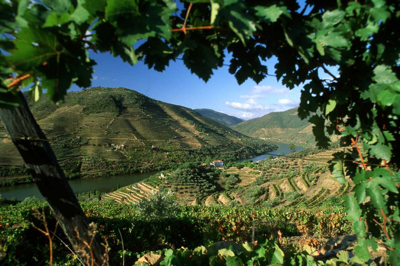 Weinanbau entlang des Douro