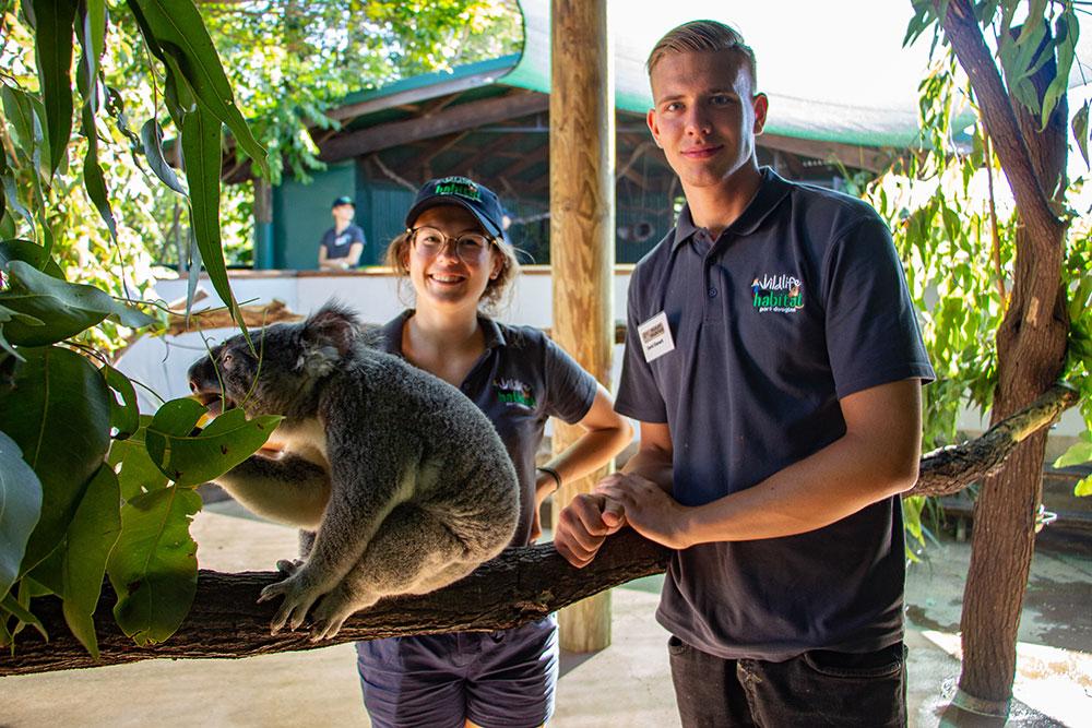 Wildlife Volunteers mit einem Koala