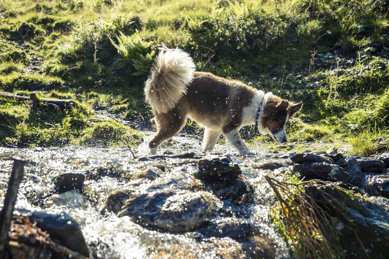 Badespaß für Hunde im Zillertal