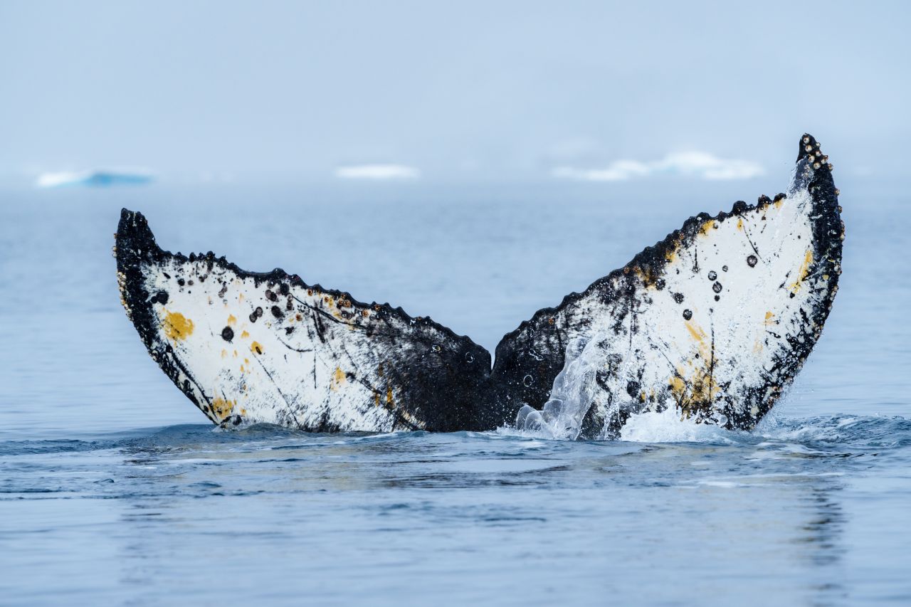 Happy Whale Hurtigruten Foundation