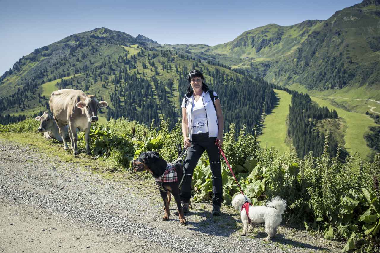 Hundekontakt mit Weidetieren im Zillertal