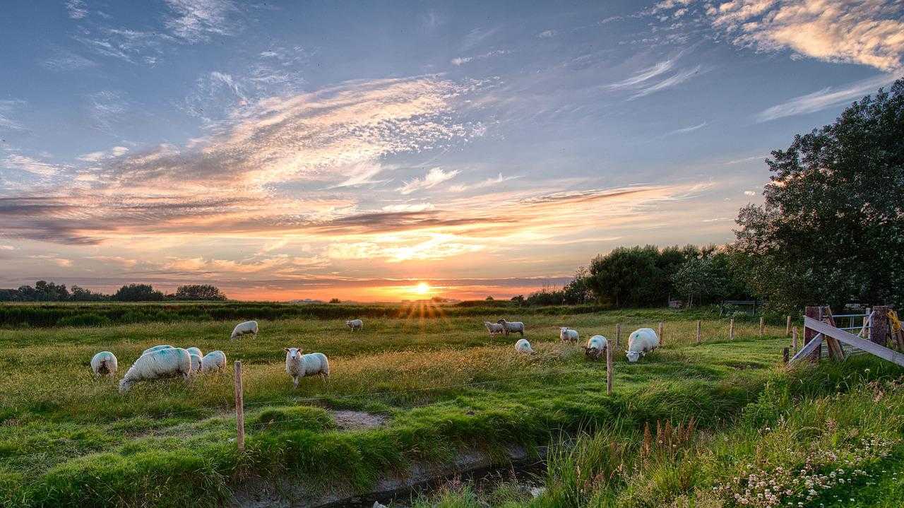 Schafe weiden bei Sonnenuntergang vor Pellworm