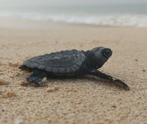 Turtle Foundation Schutz von Meeresschildkröten Boa Vista