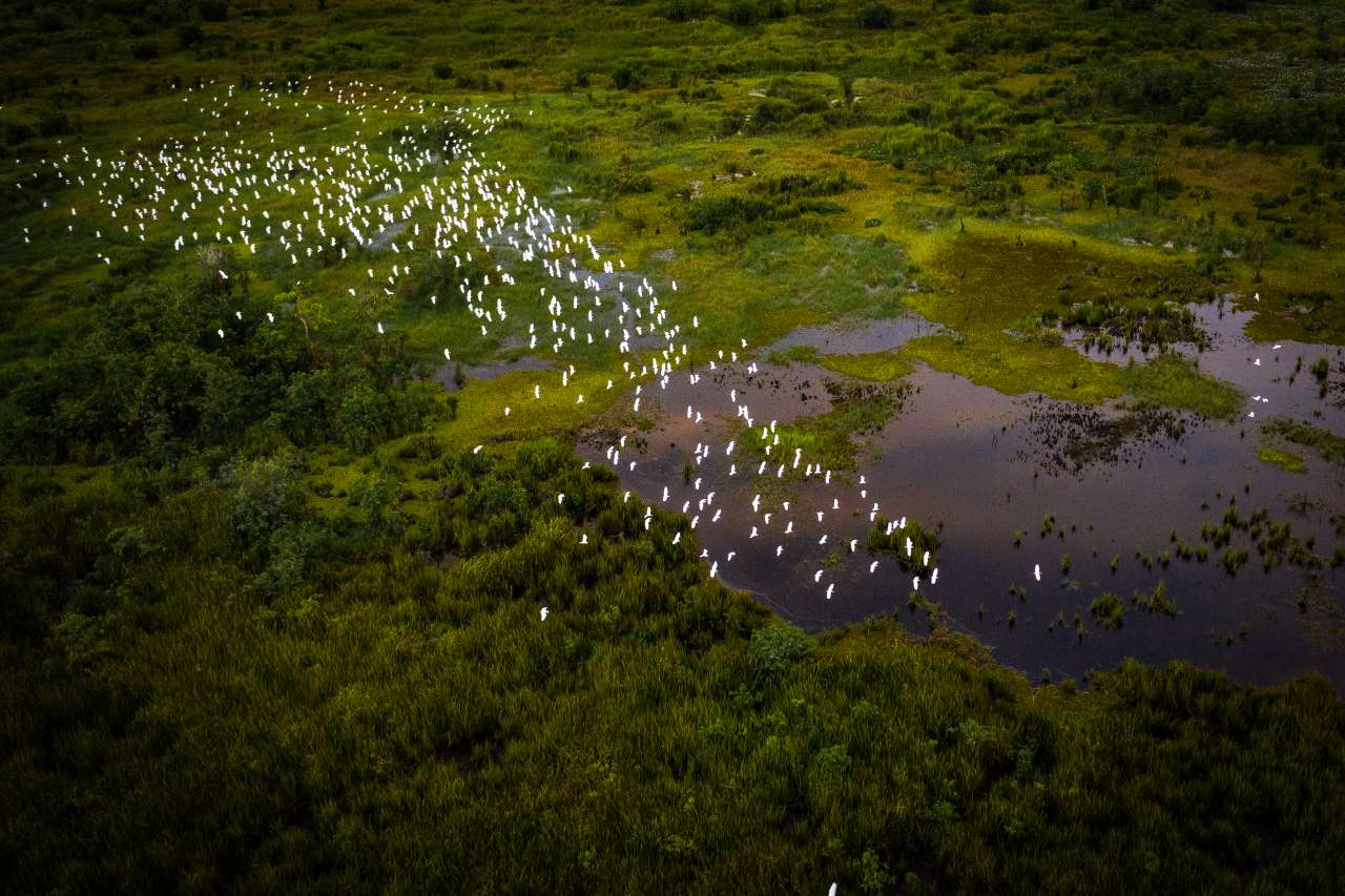 Vogelschwarm im Agusan Marsh Wildlife Sanctuary