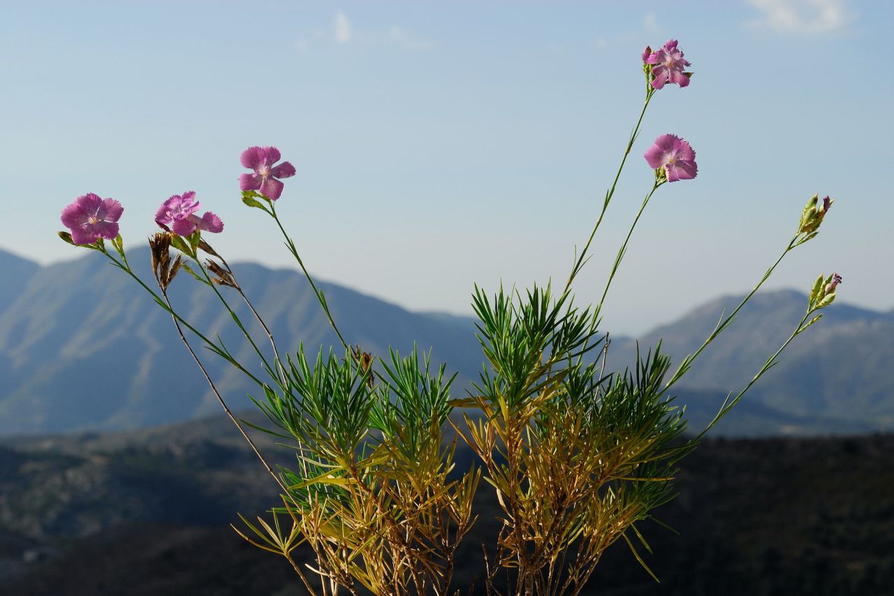 Dianthus juniperinus Pflanze Region Axos