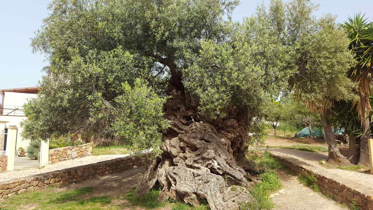 Olivenbaum Ano Vouves