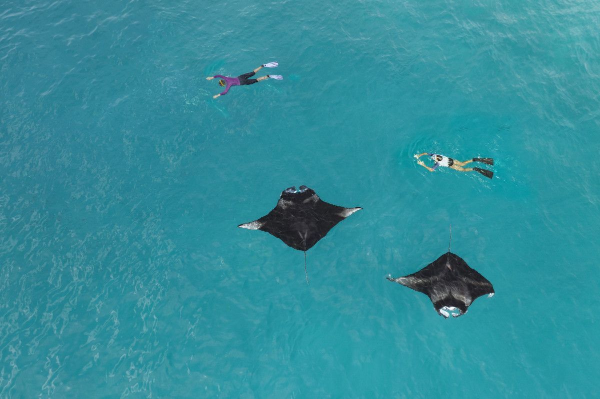 Schnorcheln mit Mantarochen The Westin Maldives Miriandhoo