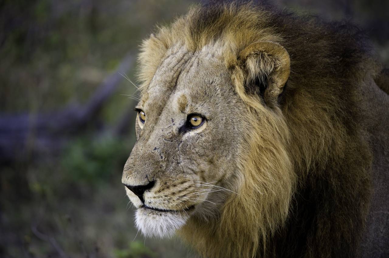 Afrikanischer Löwe Männchen Weltlöwentag