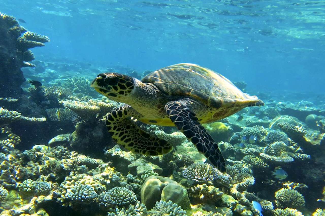 Coco Bodu Hithi Meeresschildkröte vor Korallenbank
