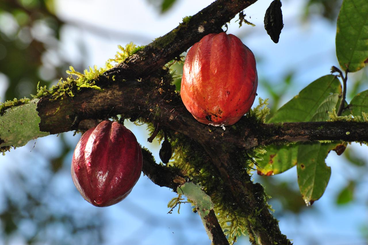 Kakaofrucht aus Ecuador