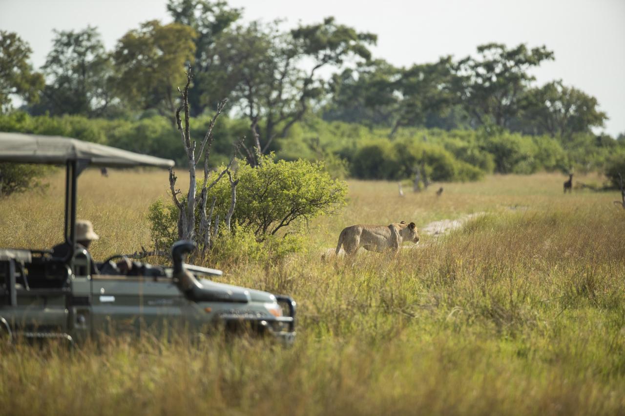 Löwenbeobachtung bei einer Wilderness Safari