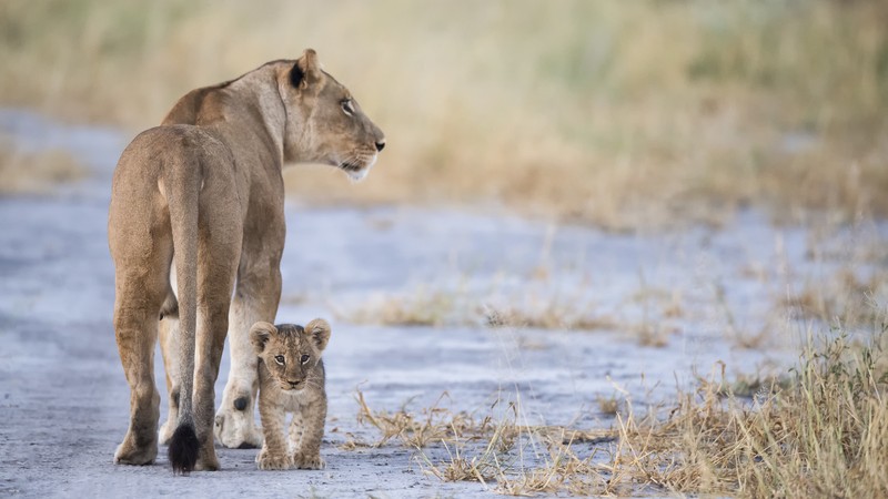 Löwenmutter mit Jungtier Wilderness Safaris