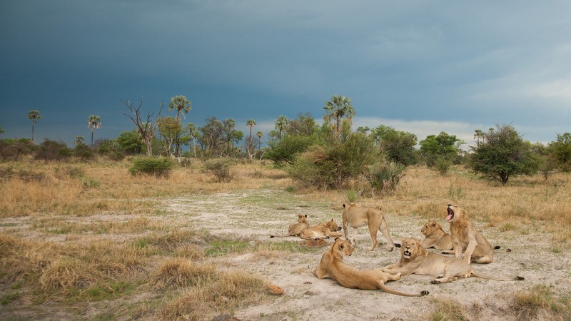 Löwenrudel Wilderness Safaris