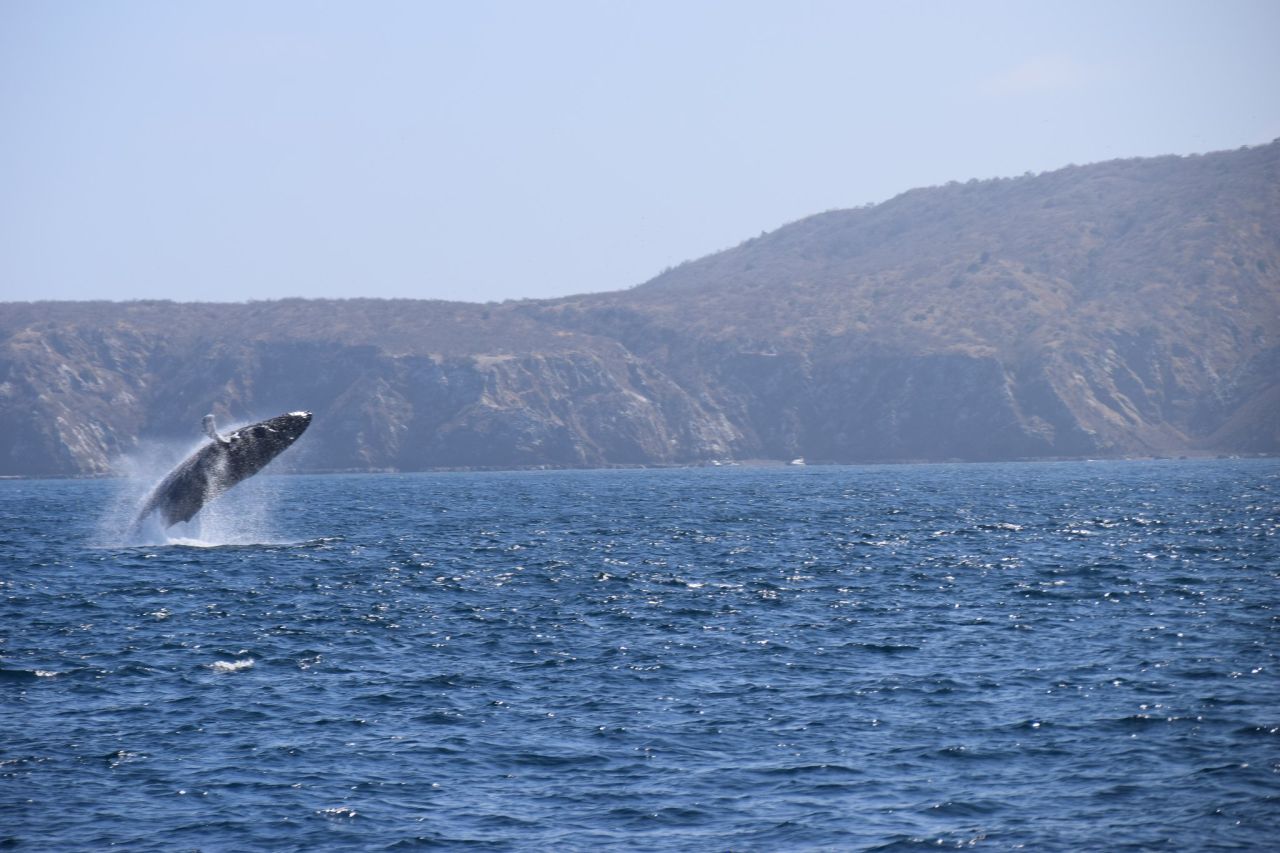 Springender Buckelwal vor Isla de la Plata Ecuador