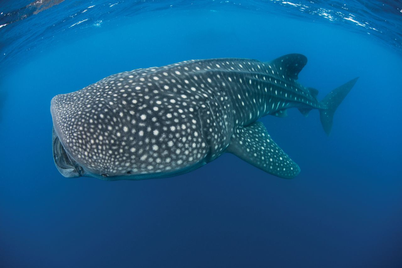 Walhai einzigartiges Muster