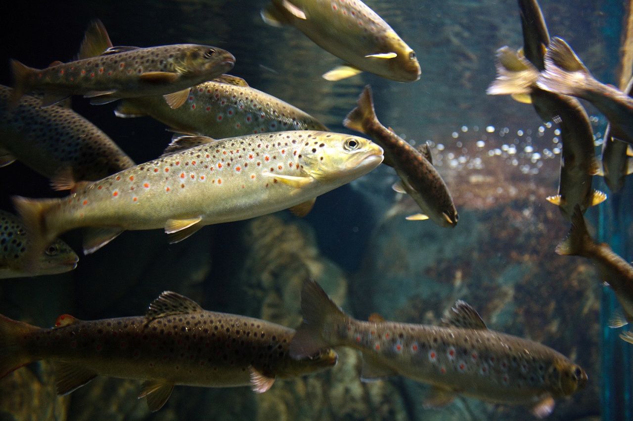 Fische Nordsee Aquarium Borkum