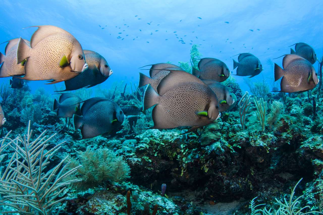 Fischschwarm im Belize Barrier Reef