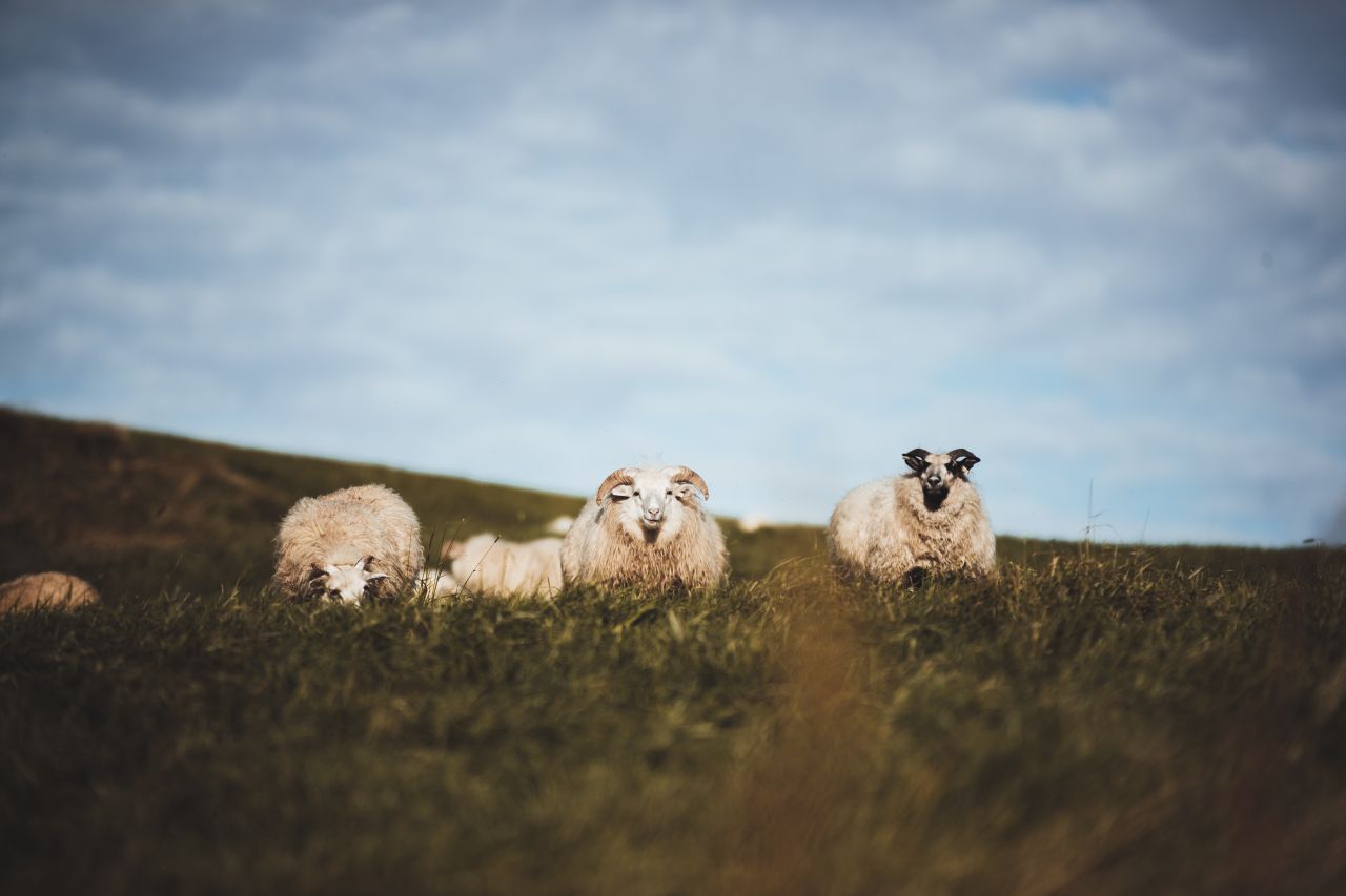 Isländische Schafe Weide Sommer