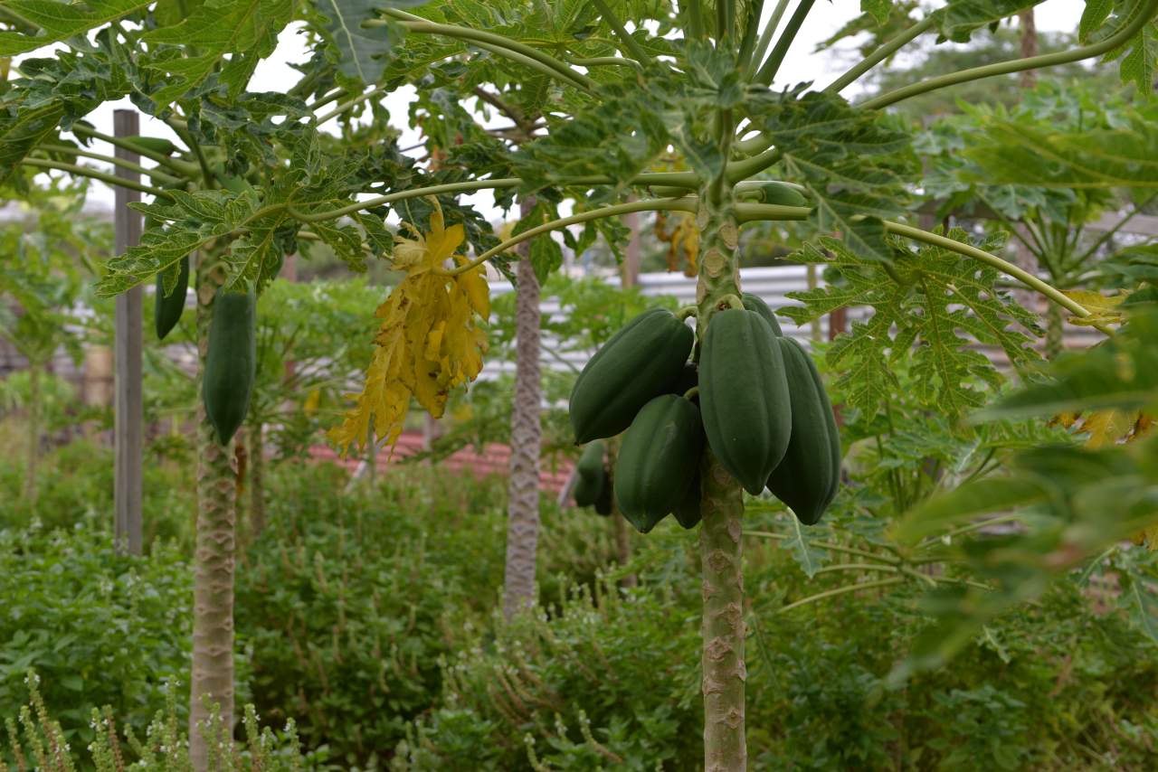 Papaya Plantage auf Aruba
