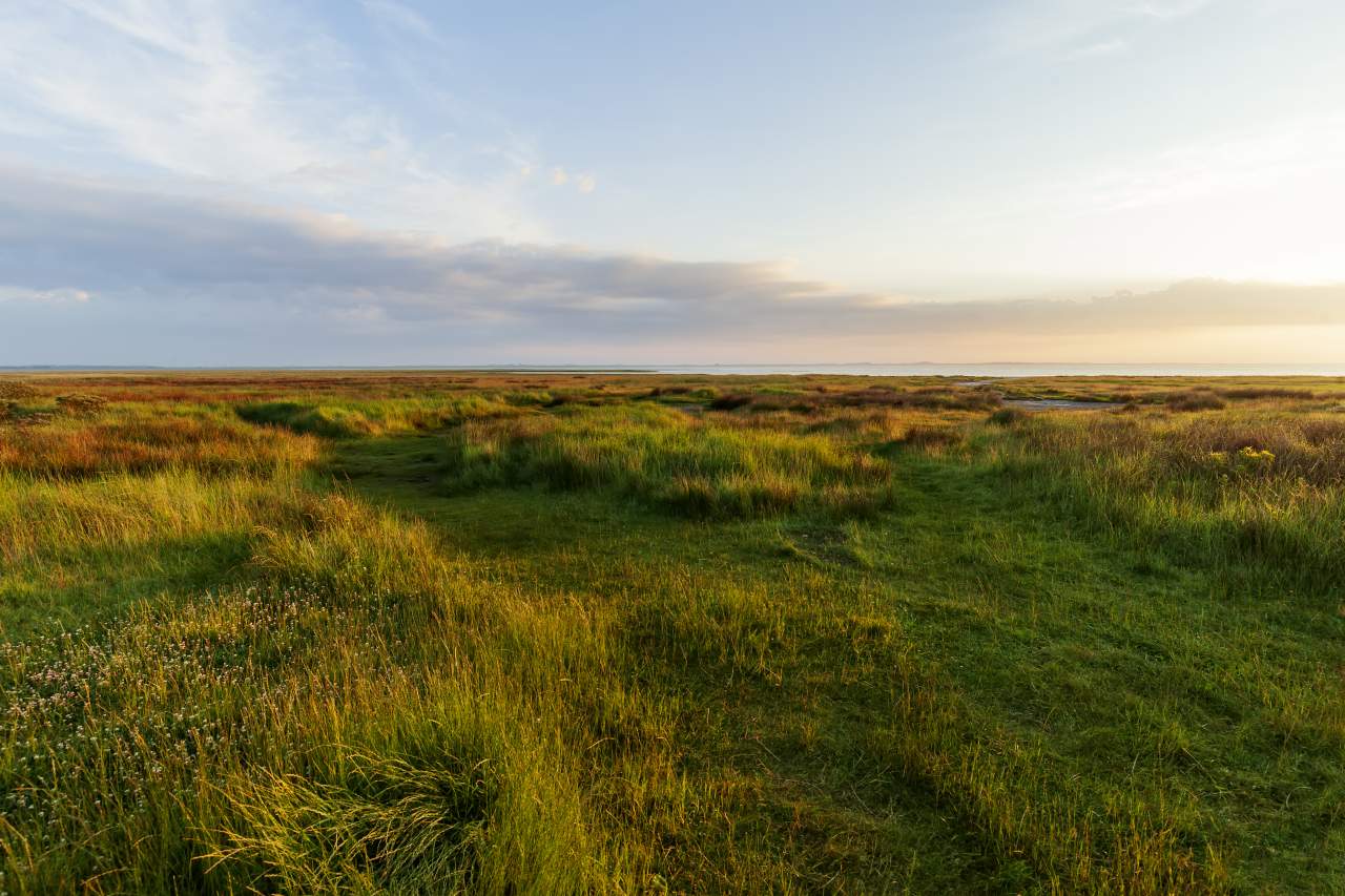 Salzwiesen Borkum Überflutung