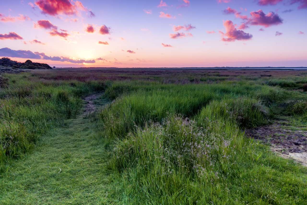 Salzwiesen Borkum geschützter Lebensraum