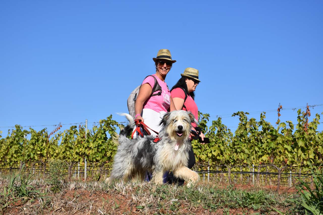 Weinwanderung mit Hund durch die Dracénie im Var