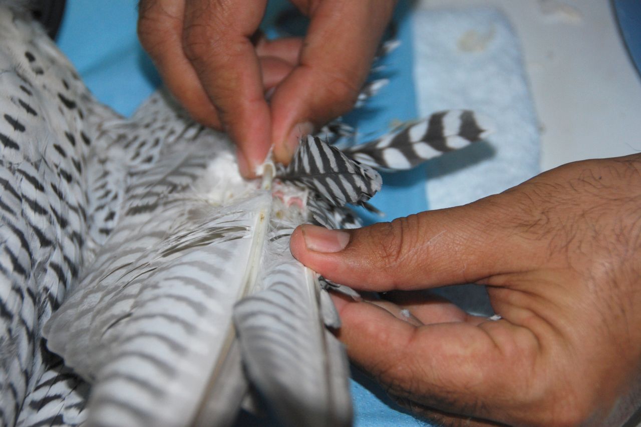 Falkenoperation Abu Dhabi Falcon Hospital