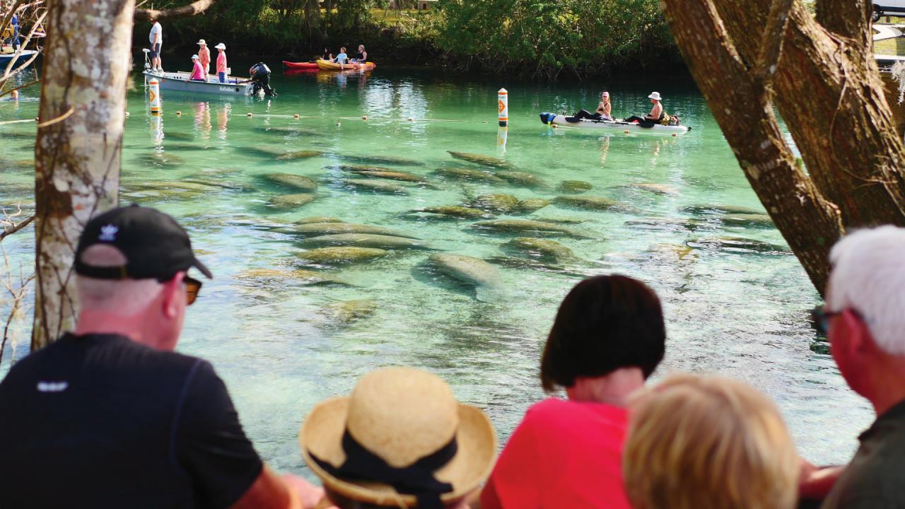 Manatee Beobachtung Three Sisters Springs